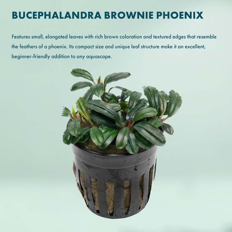 SubstrateSource Live Plants - Bucephalandra Brownie Phoenix - Low Light,