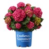 Premier Plant Solutions 21376 Summer Crush Hydrangea Macrophylla Flowering Shrub