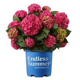 Premier Plant Solutions 21376 Summer Crush Hydrangea Macrophylla Flowering Shrub 3 Gallon Red