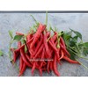 home grown Thai Chilli Super 30+ HEIRLOOM Seeds Very High