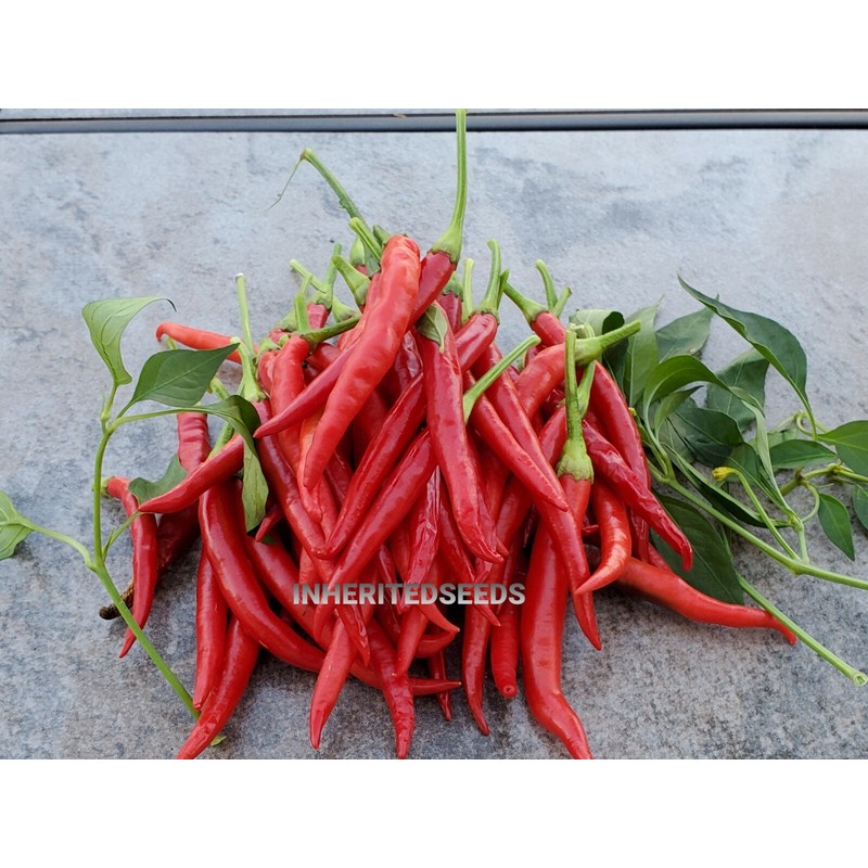 home grown Thai Chilli Super 30+ HEIRLOOM Seeds Very High