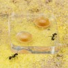 anthouse Sand Ant Farm Medium (Anthill, Formicarium, Educational, Ants)
