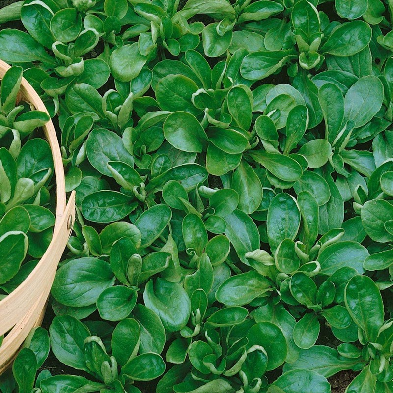 Outsidepride Corn Salad - 2000 Seeds