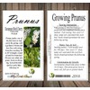 Prunus padus (European Bird Cherry) Tree Seed, Fragrant White Flowers,