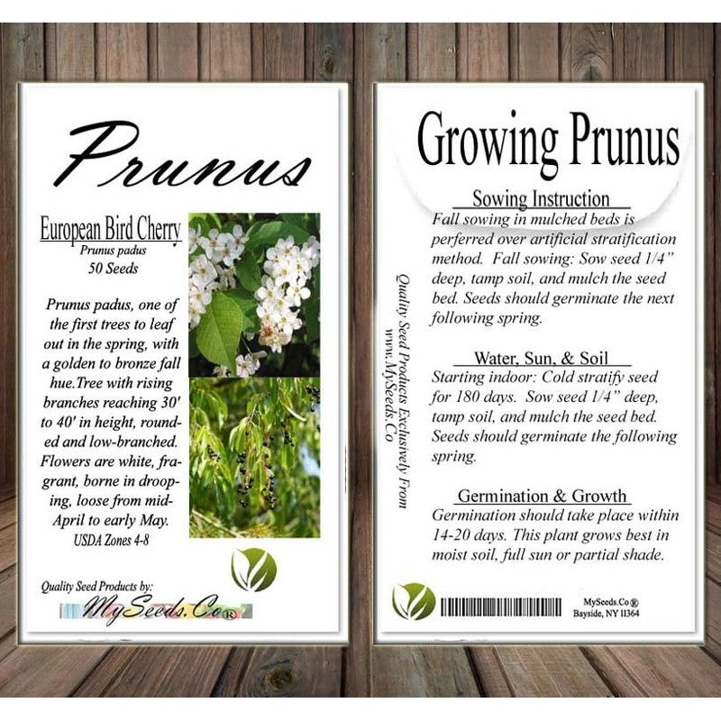 Prunus padus (European Bird Cherry) Tree Seed, Fragrant White Flowers,