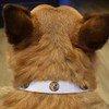 Small 'Smiling Welsh Corgi' Dog Collar (PR00061469)