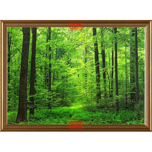 Painting Wallpaper Poster Removable Self Stick Forest Practice Green Eyes Charm, Dude Alright Soothing Refreshing [Frame Printed Trick Art] Character Black SNR – 001sgb1 796 mm × For Architectural Wallpaper Weather Resistant Paint