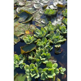 BUY 2 GET 1 *6 Water Lettuce* Live Floating Pond Plant