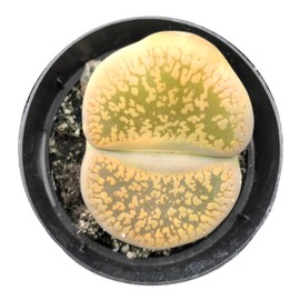 Lithops Live Plants Assorted Colorful Mix of 1/3/5/10/20 Variety Packs in .5 / .8/1.2 Inch Exotic Lithops 1-3+ Years Old Multicolor Living Stone Rare Succulent HousePlant (1, Pot Giant)