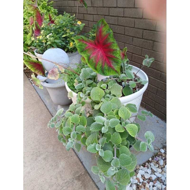 2 Live Swedish Ivy Silver Plants 4-6in Indoor Outdoor Houseplants