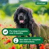 Advantage Dog Flea Treatment Spray | Kills Fleas & Ticks