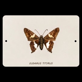 4yougifts Elegant Eudamus Tityrus: Nature's Winged Beauty on Aluminum