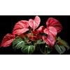 6 Crimson Sky Caladium Bulbs for Planting - Perennial Hosta,