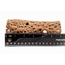 My Pet Patrol 3 to 48 Inch All Natural Teddy Bear Cholla Wood Extra Hollow Large Untreated Organic Aquarium Driftwood Decoration Chew Toy Shrimp Crab Multi-Quantity (5 Pieces, 6 inch)