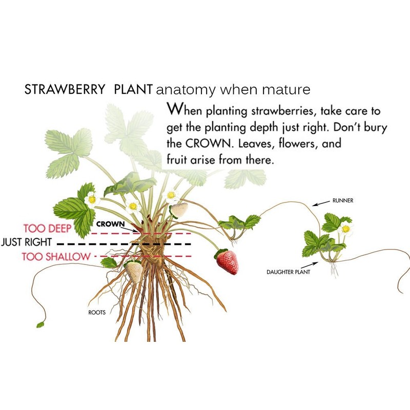 25 SPARKLE Strawberry Plants