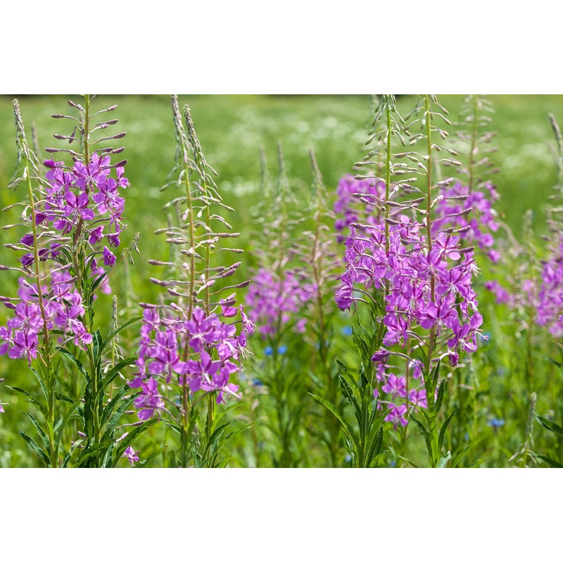 Fireweeds Herb (Epilobium Angustifolium L. - Epilobium Angustifolium Herba) Health