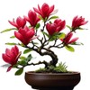 Red Jane Magnolia Live Plant Shrub Bush Tree Seedling Flowering