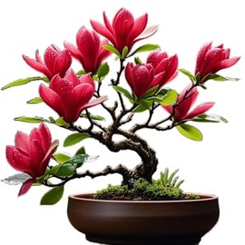 Red Jane Magnolia Live Plant Shrub Bush Tree Seedling Flowering Brighter Blooms - 18 inch Tall for Yards and Home Garden Decoration