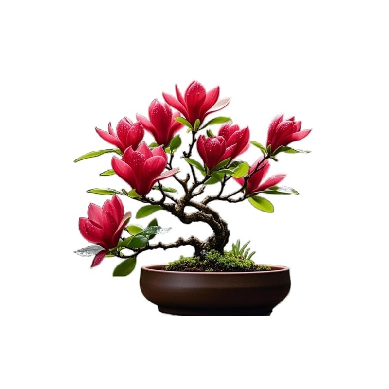 Red Jane Magnolia Live Plant Shrub Bush Tree Seedling Flowering