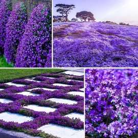 21000+ Magic Purple Creeping Thyme Seeds for Planting Ground Cover Plants Heirloom Flowers Perennial Thyme Non-GMO Thymus Serpyllum Seed