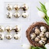Vegena Quail Egg Boxes - Pack of 50 Quail Egg
