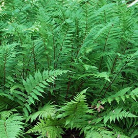Perennial Farm Marketplace (Athyrium filix-femina 'Lady in Red') Hardy Fern, Size-#1 Container, Lime Green and Burgundy Fronds