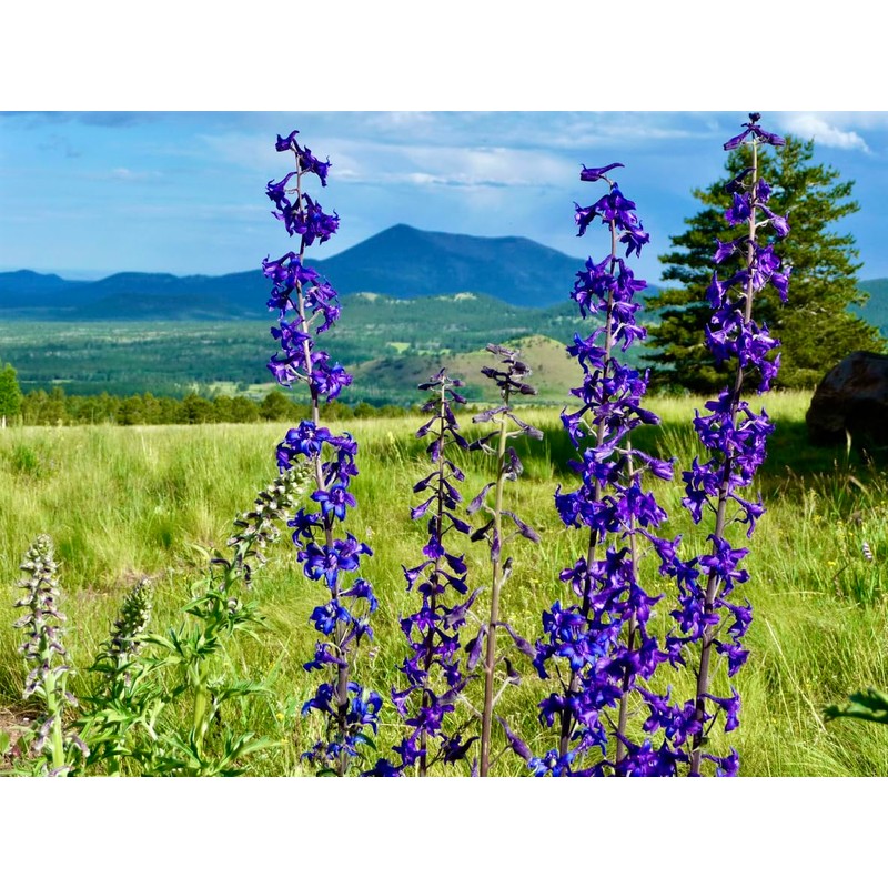 Rocky Mountain Penstemmon Seeds - Attracts Bees and Other Pollinators