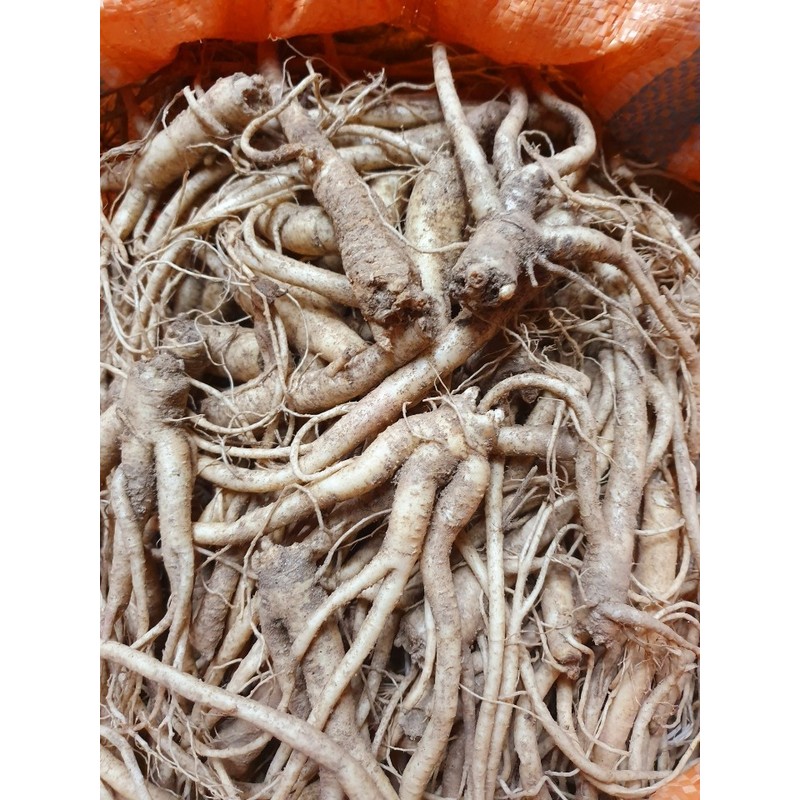 Dried Bellflower Gilgyeong Special 200g Yeongju, Gyeongbuk / 건도라지 길경