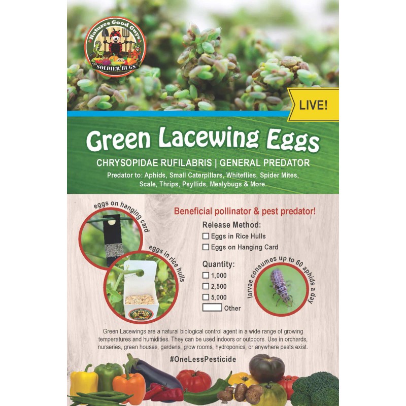 Natures Good Guys Green Lacewing Eggs in Rice Hulls -