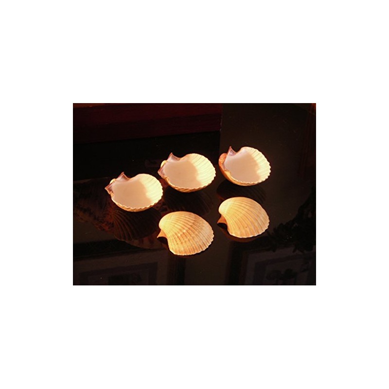 24 Large Mexican Deep Scallops 3" - 3 1/2" Baking