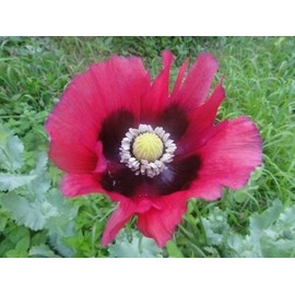 50+ Pepperbox Poppy Flower Seeds/Papaver/Annual
