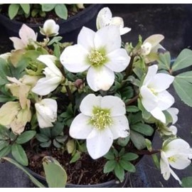 Hellebore Wedding Bells Lenten Rose Perennial. Super healthy. Stunning Blooms. Comes back every year. Great Gift