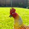 Darthome Metal Rooster Garden Ornament 23x26x8cm Small Farmyard Bird Hand