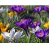 Crocus Bulbs White Yellow Purple Lilac Green Fall Plant Spring