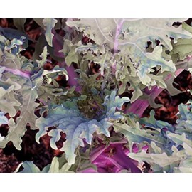 1000+ Kale Mixed Seeds, This is a Mix!!! Russian Red, Dwarf Blue Curled, Siberian Dwarf, Lacinato Dinosaur, Heirloom Non-GMO USA Grown