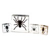 REAL BUG Scorpions & Spiders, Set of 4