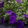 Outsidepride 5000 Seeds Annual Petunia Alderman Flower Seeds for Planting
