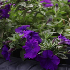Outsidepride 5000 Seeds Annual Petunia Alderman Flower Seeds for Planting