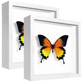 TouYinger 5x5 White Small Shadow Box Frame Display Case , Display Case Box for Memorabilia, Medal, Wedding Memories, Crafts, Tickets and Photos (2Pcs-White, 5x5)