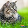 Hartz UltraGuard Topical Flea & Tick Prevention for Cats and