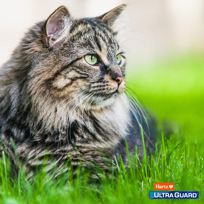 Hartz UltraGuard Topical Flea & Tick Prevention for Cats and