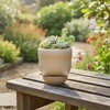 GioXtra Funny Toilet Tray Flower Pot - 1Pcs Creative Mocha