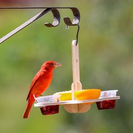 Daiilg Oriole Bird Feeders for Outdoors, Jelly and Oranges Bird Feeder Outside Hanging