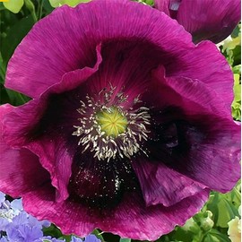 Purple Breadseed Poppy Seeds - Tall Poppy with Black Markings - 3000 Seeds