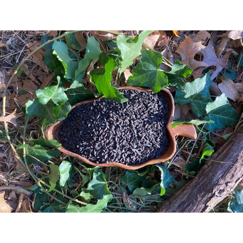 Eternity in a Box Morning Glory Seeds HEAVENLY BLUE *All