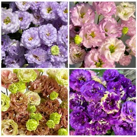 50+ Mixed Perennial Lisianthus Seeds for Planting - Non-GMO Lisianthus Flower Seeds, Vibrant Blooms for Garden & Bouquets