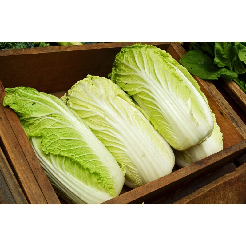 NIKA SEEDS - Seeds Vegetable Napa Cabbage Chinese Green -