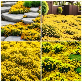 20000+ Bright Yellow Creeping Thyme Seeds Ground Cover-Low Maintenance Perennial Carpet Flower Seeds for Planting, Long-Blooming for Outdoor Lawns Garden Road