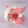 Dental Teeth Model Typodont for Brushing Flossing Practice Demonstration Teaching