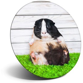 Destination Vinyl ltd Magnet for Refrigerator, Fridge - Cute Fat Guinea Pig Pet Rodent for Office, Cabinet and Whiteboard, Magnetic Stickers, 16771
